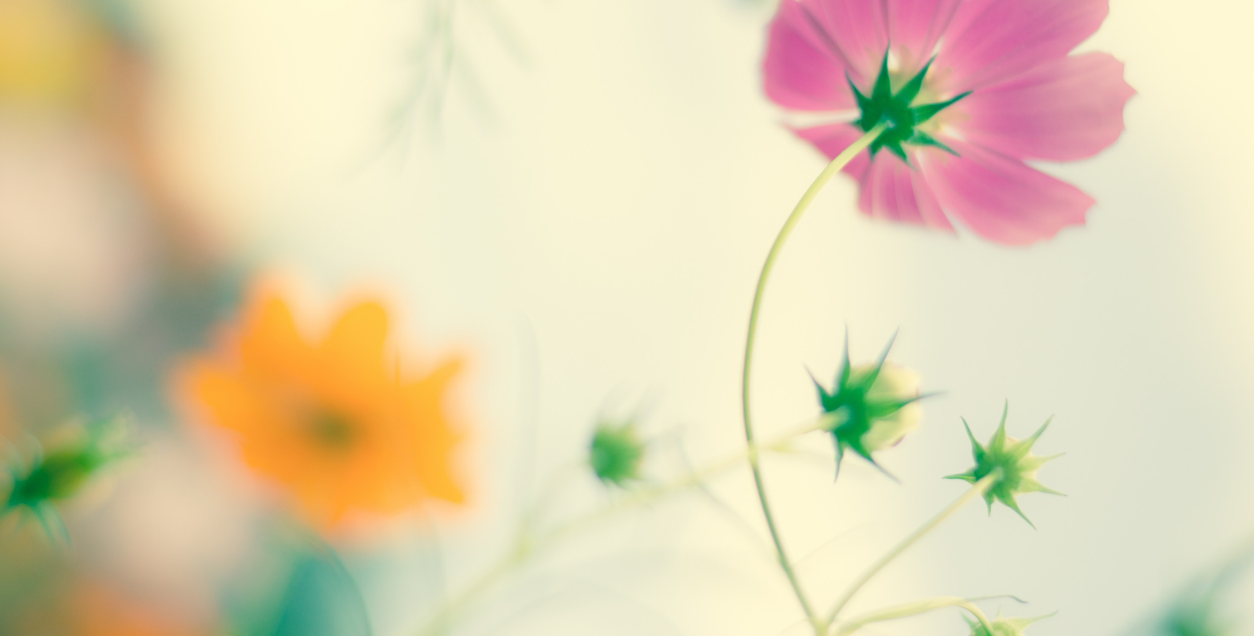 Online-Mentoring